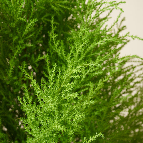 Zimmerzypresse Goldcrest